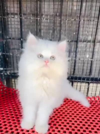 Persian cat triple cod for sale,my WhatsApp 03464644037