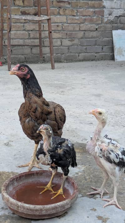aseel chicks and maadi