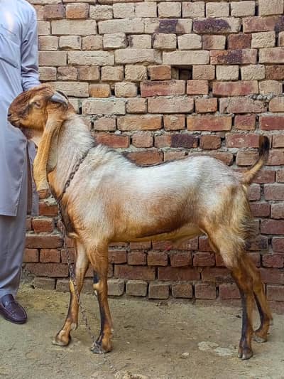4 Goat For Sale (Qurbani janwar)