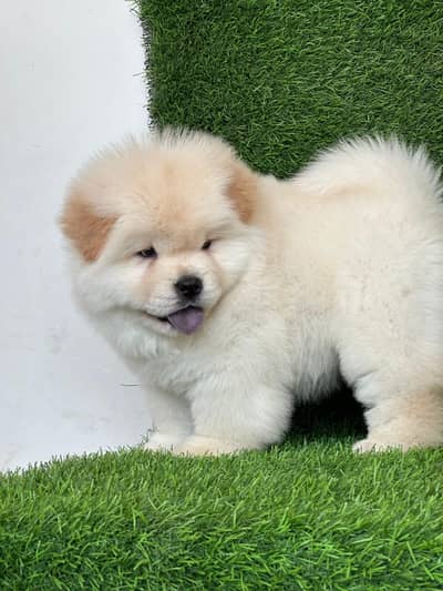 Imported Chow chow  puppies available for sale