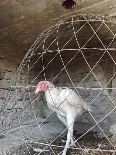 aseel murgi & chicks