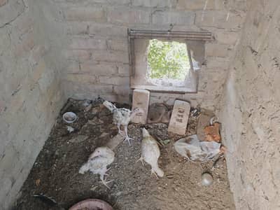 aseel  chicks