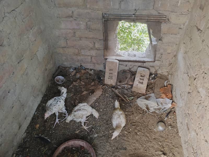aseel  chicks 1