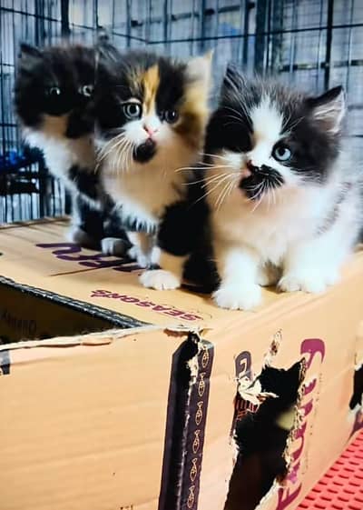 Persian cat triple cod for sale,my WhatsApp 03464644037