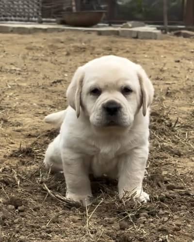 Labrador Retriever 92@330*5406115