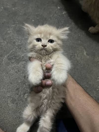PERSIAN 3 coat