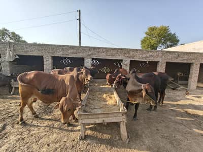 qurbani bulls for sale in dha phase 6
