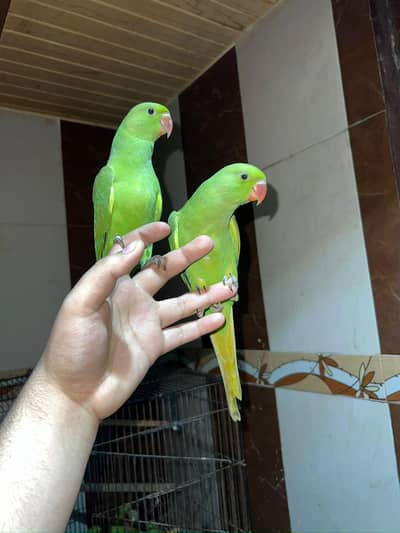 hand tame parrot