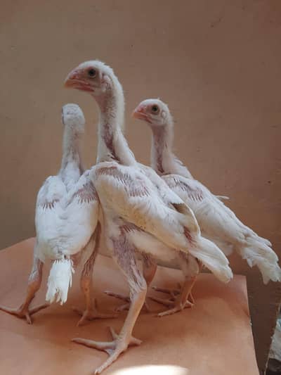 Japanese white king shamo chicks for sale ( 8000 per piece)