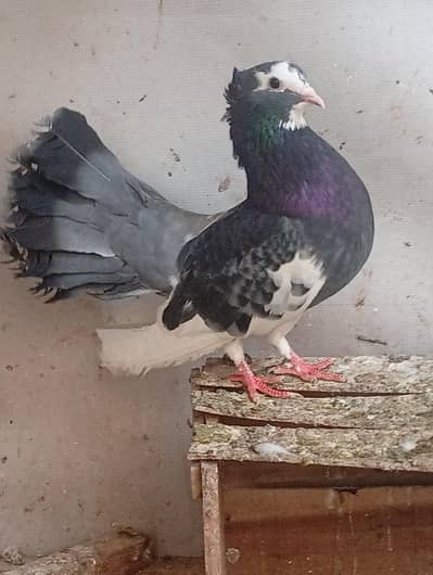 pure Indian Fantail urgent sale