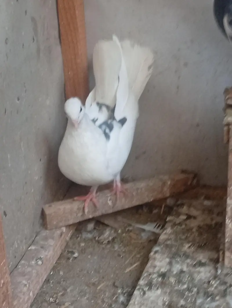 pure Indian Fantail urgent sale — photo 2