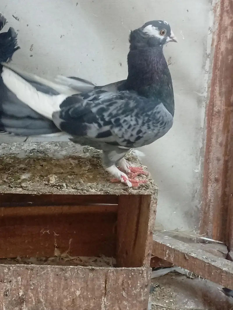 pure Indian Fantail urgent sale — photo 3
