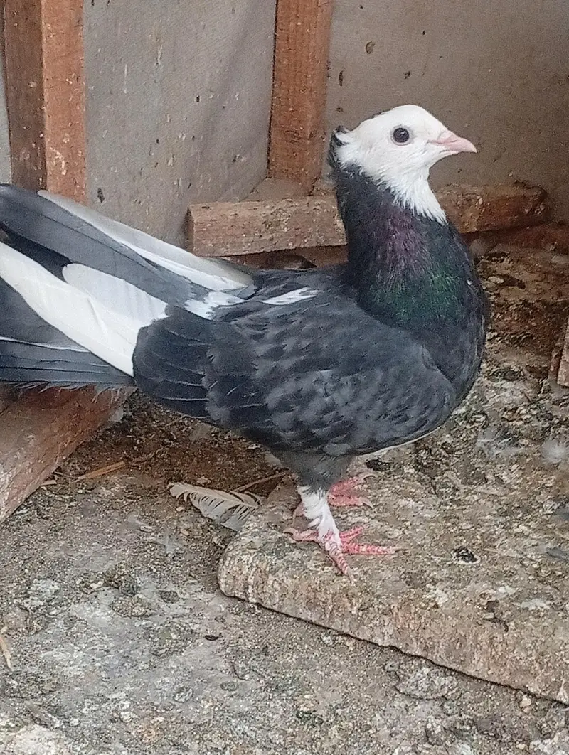 pure Indian Fantail urgent sale — photo 4