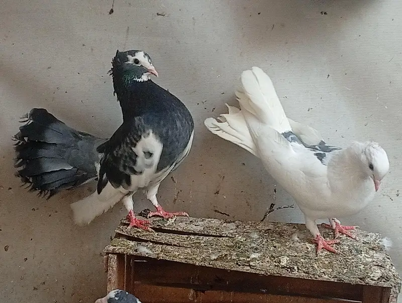 pure Indian Fantail urgent sale — photo 5