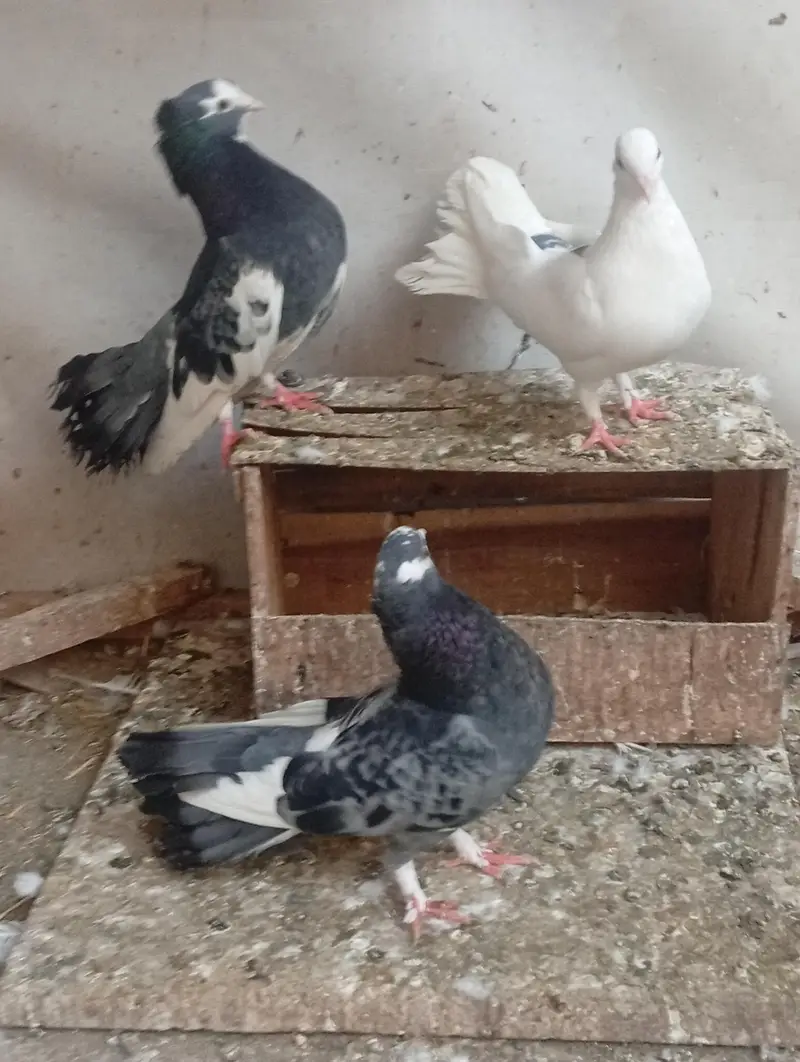 pure Indian Fantail urgent sale — photo 6