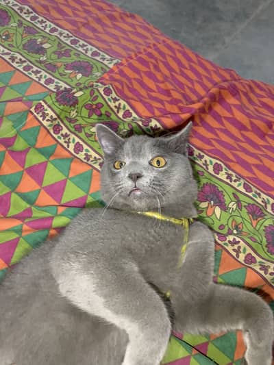 British short hair cat
