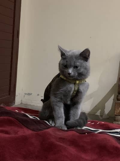 British short hair cat