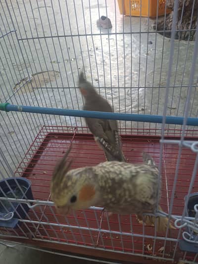 4 piece cockteil parrot for sale