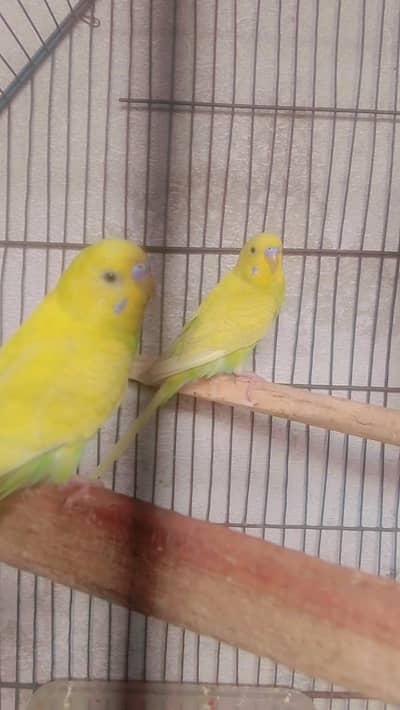 buggies parrot healthy and active