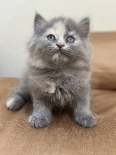Grey presian kitten