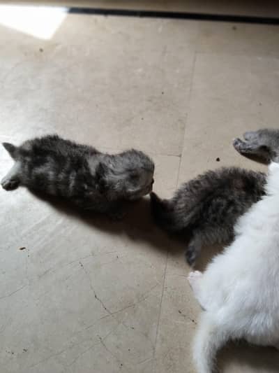 Triple coat Persian