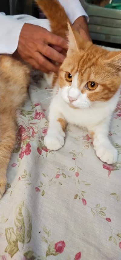 Cat /Persian cat /kitten /punch face/doll face /double coat cat/ billi