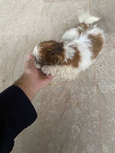Shih tzu
