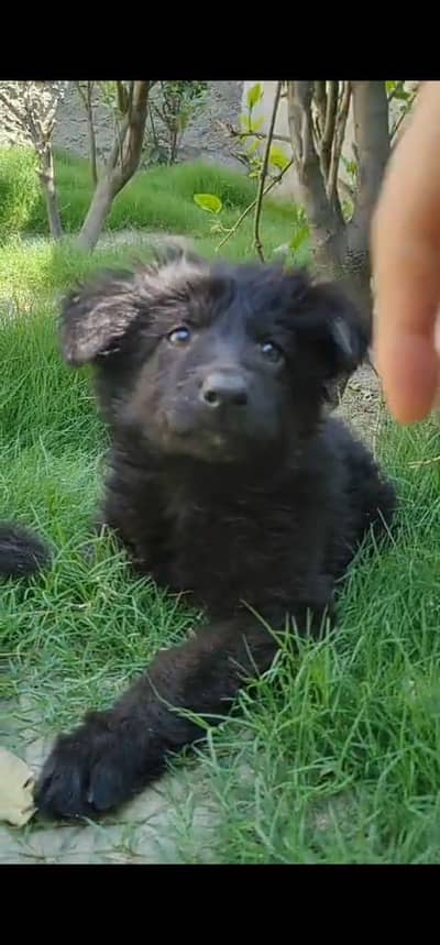 German Shepherd Long Coat Male Puppy