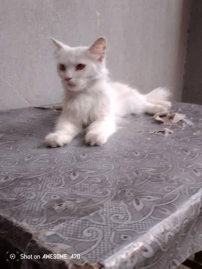 cute white Persian mix kitten for sale