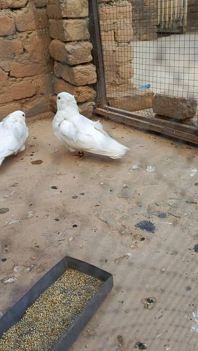 breeder pair Chinese woul