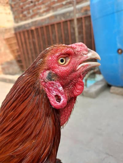 Aseel murga for sale