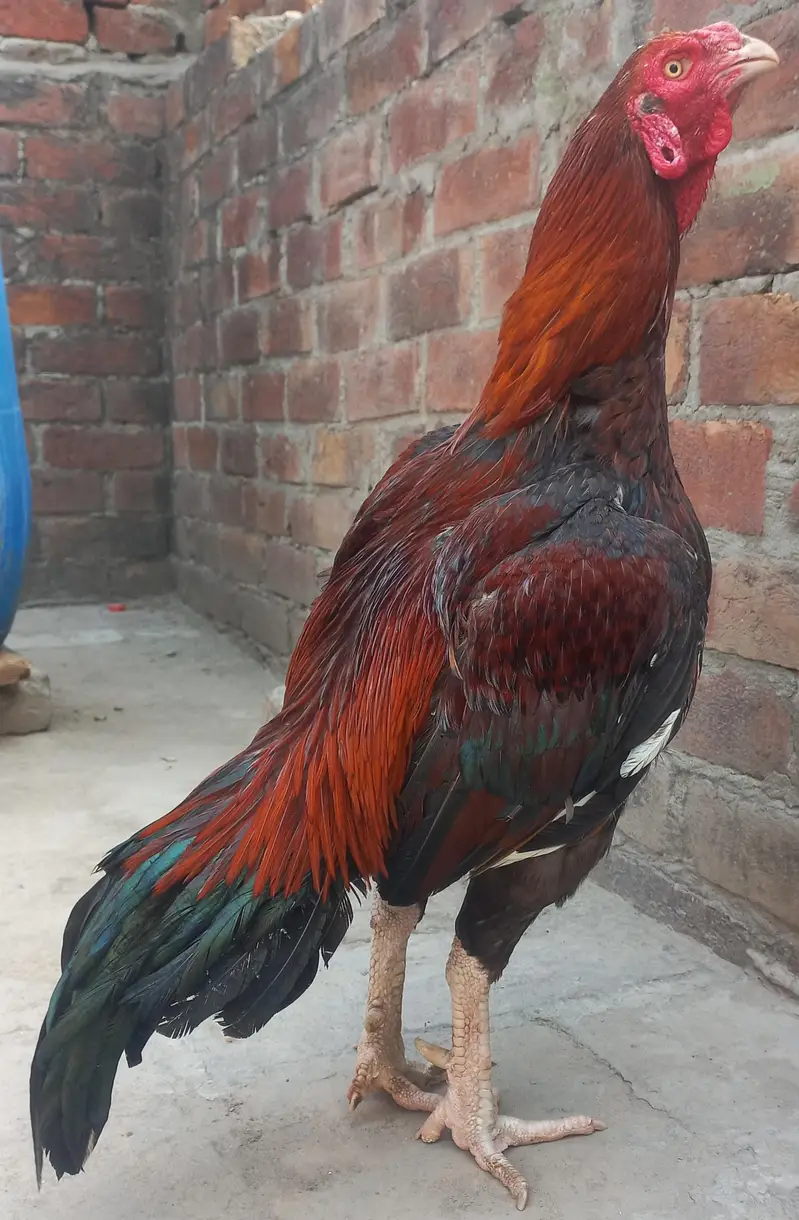 Aseel murga for sale — photo 2