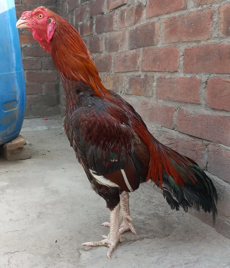 Aseel murga for sale — photo 3