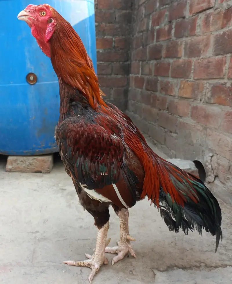 Aseel murga for sale — photo 4