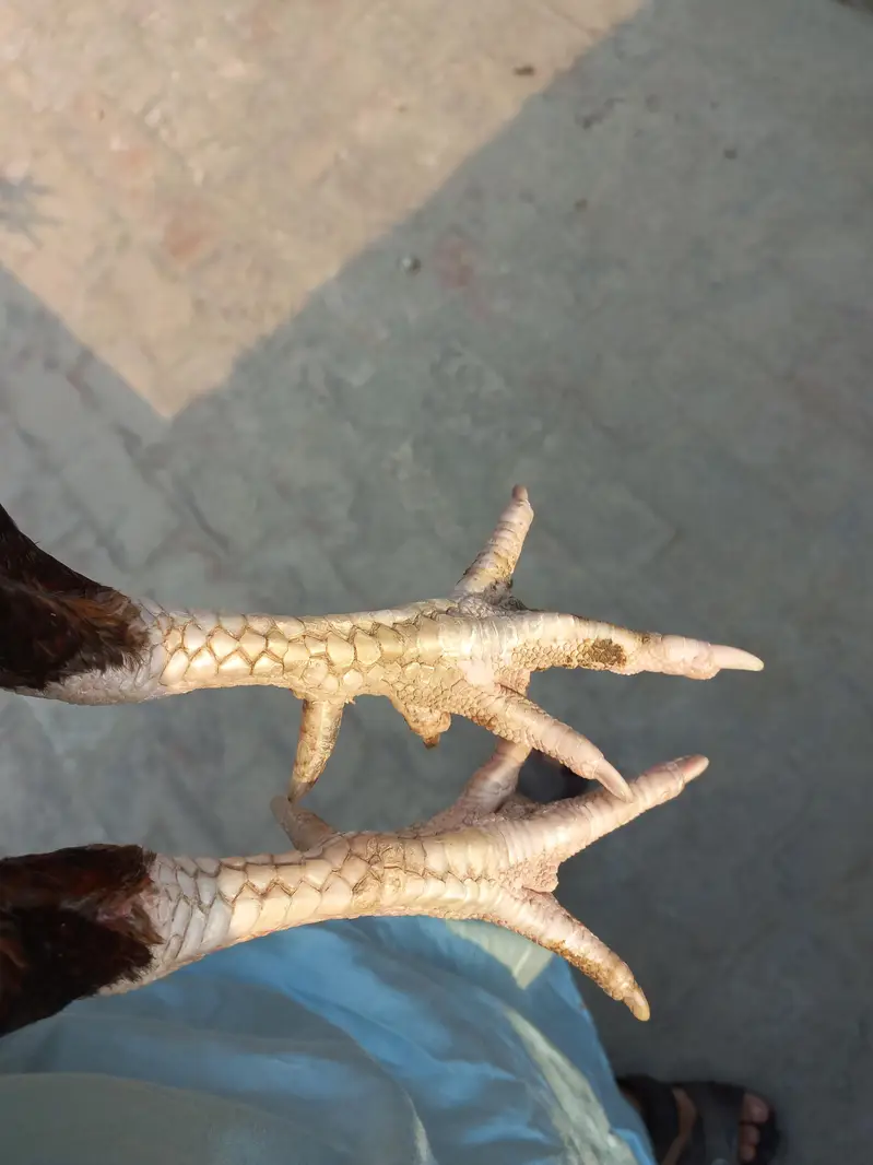 Aseel murga for sale — photo 6