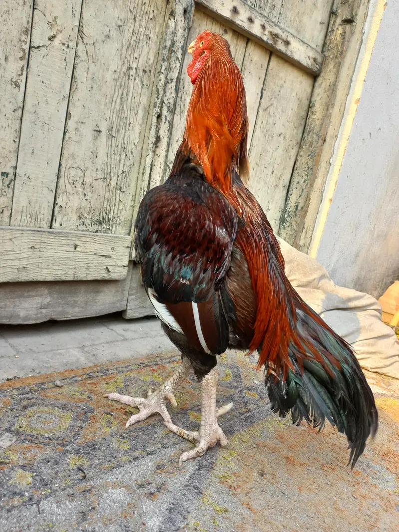 Aseel murga for sale — photo 7