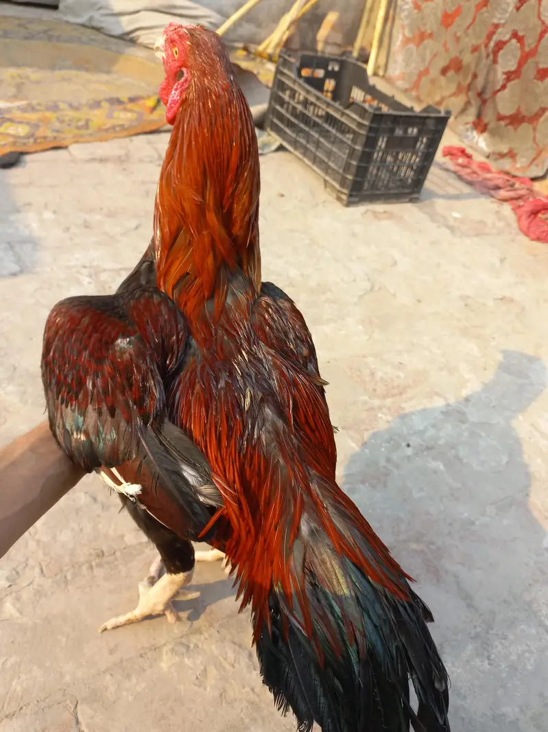 Aseel murga for sale — photo 9