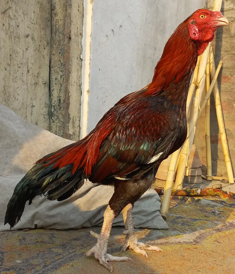Aseel murga for sale — photo 10