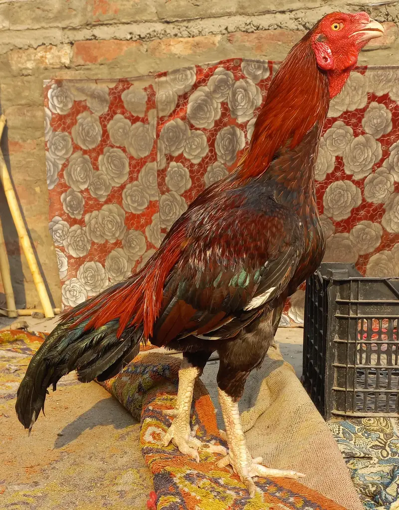 Aseel murga for sale — photo 11