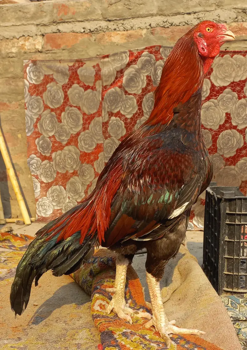 Aseel murga for sale — photo 12