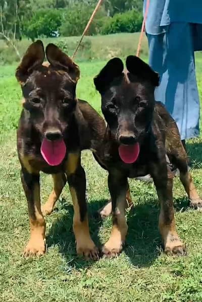 pure. bagiyadi pair Age 3 month for sale