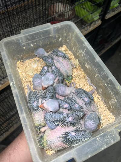 talking parrot chicks