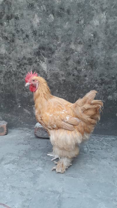 heavy golden buff male