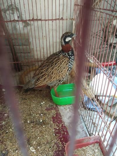 male urgent sale