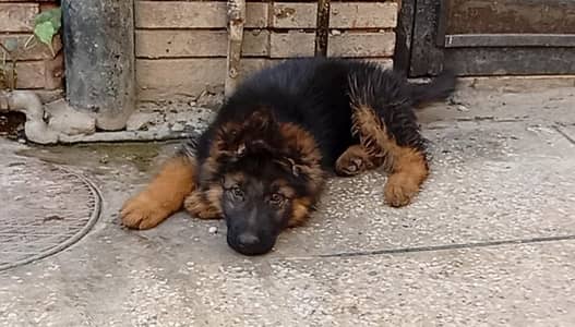 German Shepherd 03267102541