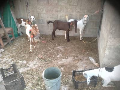 aando khasiii mix he