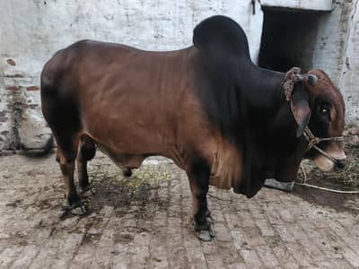 Sahiwal Nasal