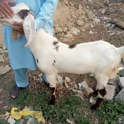goat male