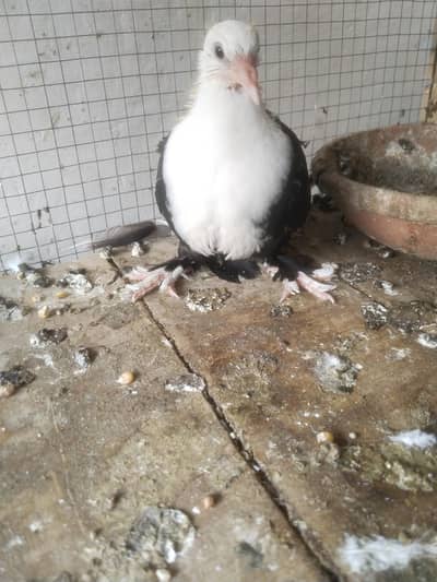 Black Karblai chick