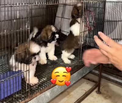 Top quality pedigreed shitzu puppies ready for new home.